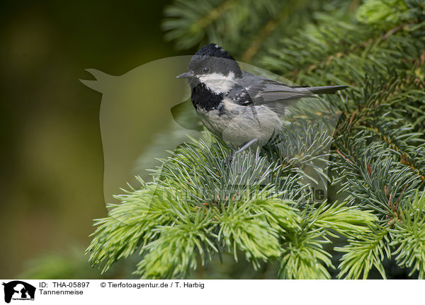 Tannenmeise / coal tit / THA-05897