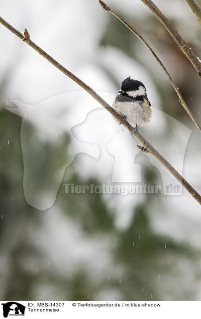 Tannenmeise / coal tit / MBS-14307
