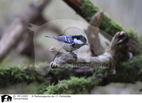 Tannenmeise / coal tit / FF-12357