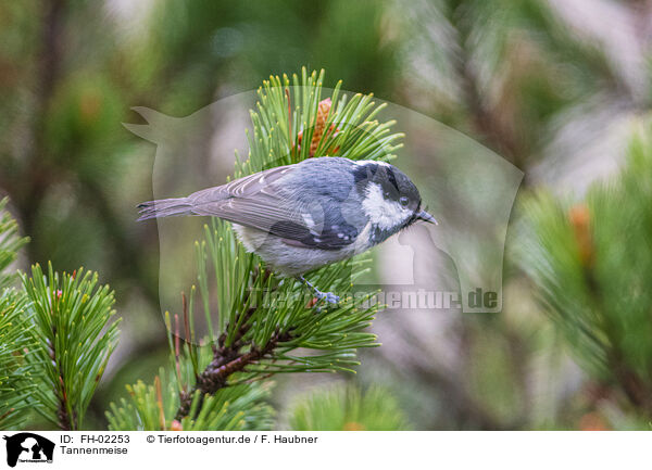 Tannenmeise / coal tit / FH-02253