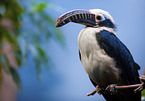 Tariktik-Hornvogel