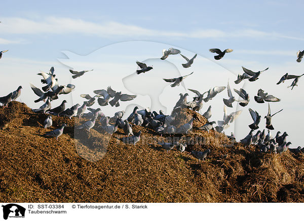 Taubenschwarm / flock of birds / SST-03384