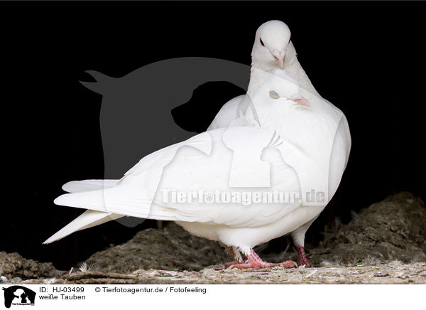 weie Tauben / white pigeons / HJ-03499