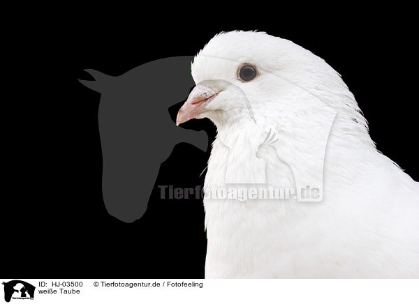 weie Taube / white pigeon / HJ-03500