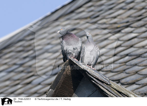Tauben / pigeons / THA-02651