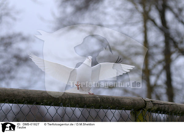 Taube / pigeon / DMS-01827