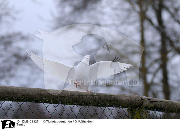 Taube / DMS-01827