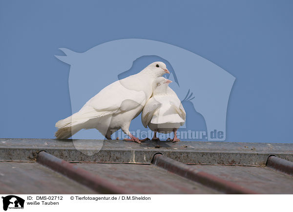 weie Tauben / white pigeons / DMS-02712