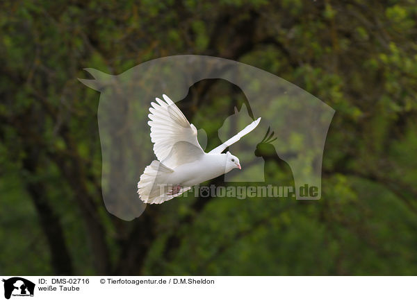 weie Taube / white pigeon / DMS-02716