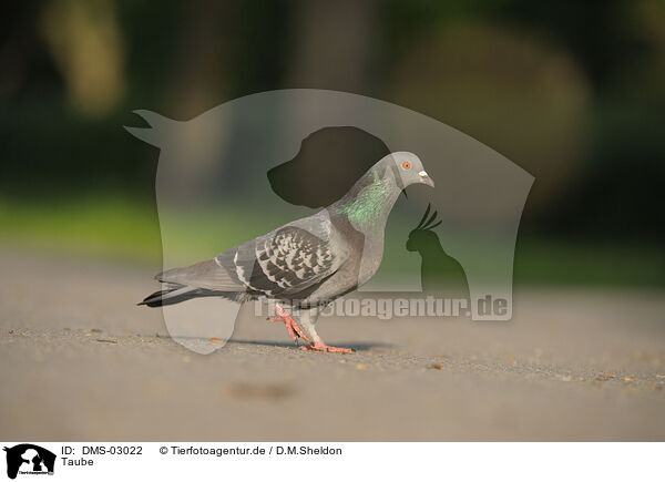 Taube / DMS-03022