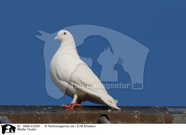 Weie Taube / DMS-03290