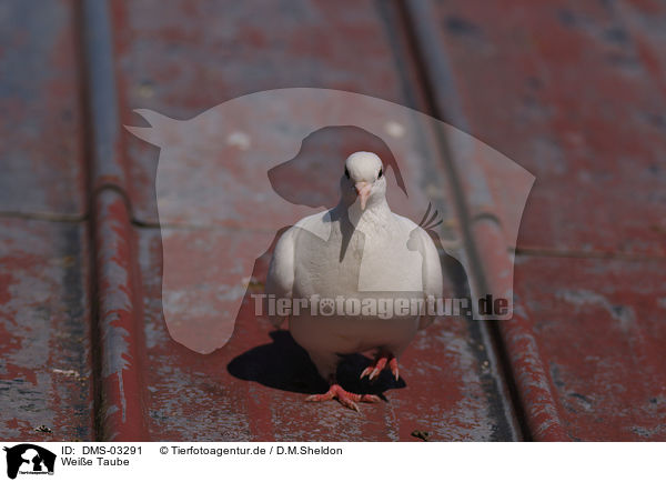 Weie Taube / white dove / DMS-03291