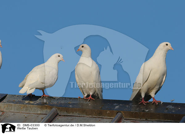 Weie Tauben / white doves / DMS-03300