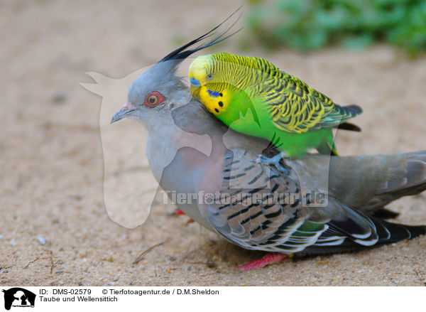 Taube und Wellensittich / dove and budgie / DMS-02579