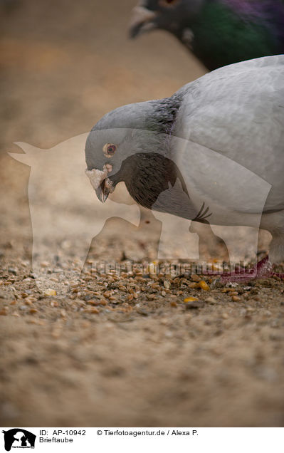 Brieftaube / carrier pigeon / AP-10942