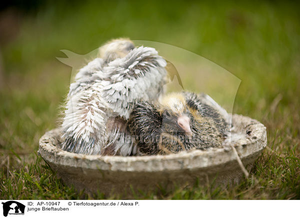 junge Brieftauben / young carrier pigeons / AP-10947