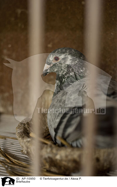 Brieftaube / carrier pigeon / AP-10950