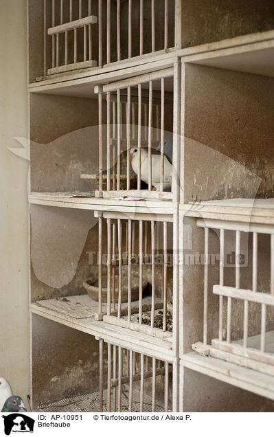 Brieftaube / carrier pigeon / AP-10951