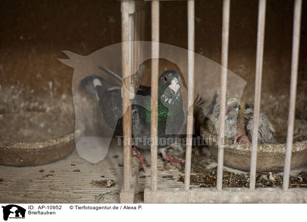 Brieftauben / carrier pigeons / AP-10952