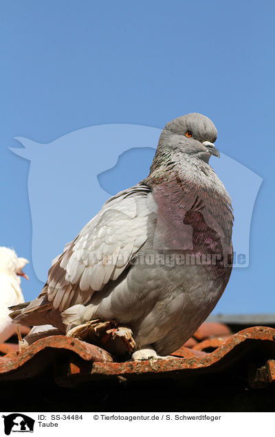 Taube / pigeon / SS-34484