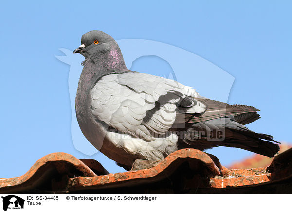 Taube / pigeon / SS-34485