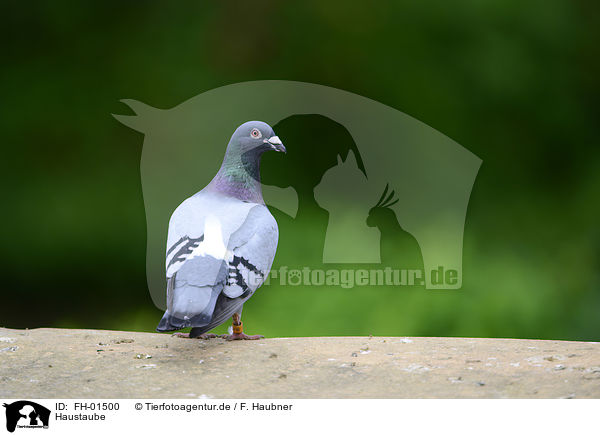 Haustaube / Pigeon / FH-01500