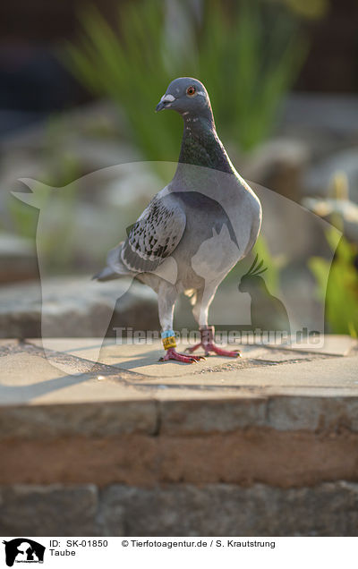 Taube / pigeon / SK-01850