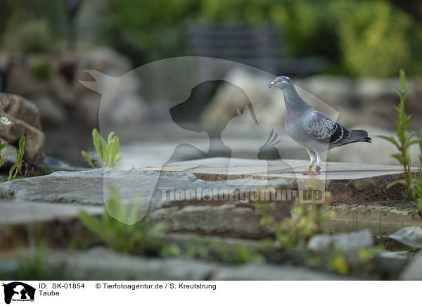 Taube / pigeon / SK-01854