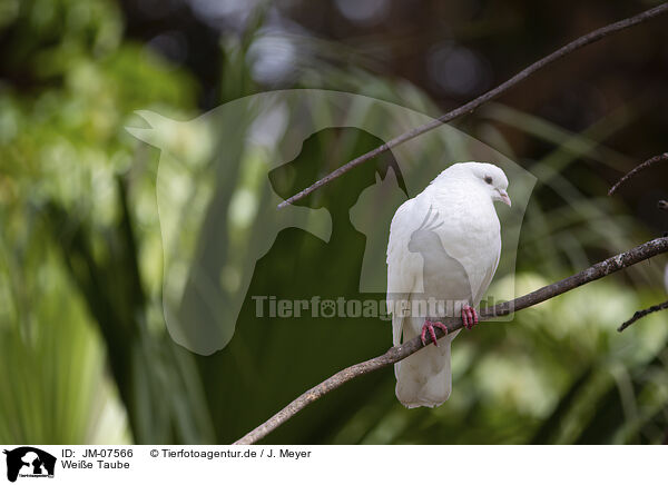 Weie Taube / white pigeon / JM-07566