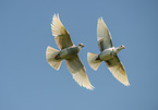fliegende Haustauben
