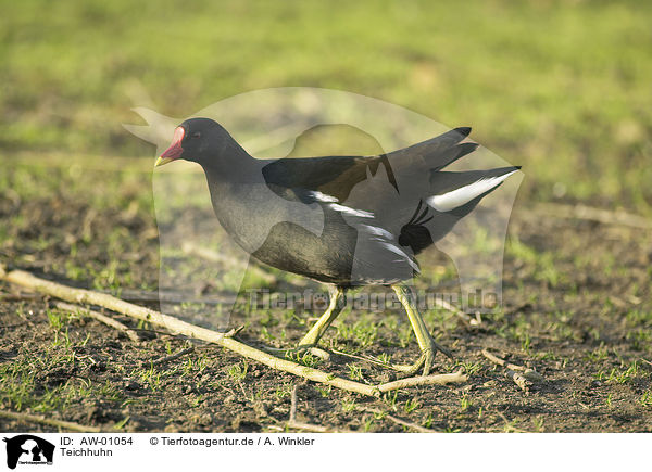 Teichhuhn / common gallinule / AW-01054