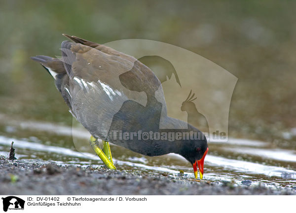 Grnfiges Teichhuhn / common moorhen / DV-01402