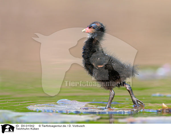 Teichhuhn Kken / DV-01542