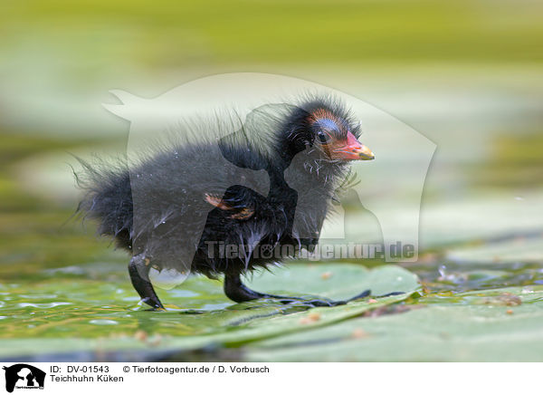 Teichhuhn Kken / Common Moorhen fledgling / DV-01543