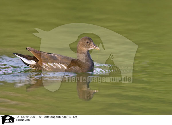 Teichhuhn / SO-01396