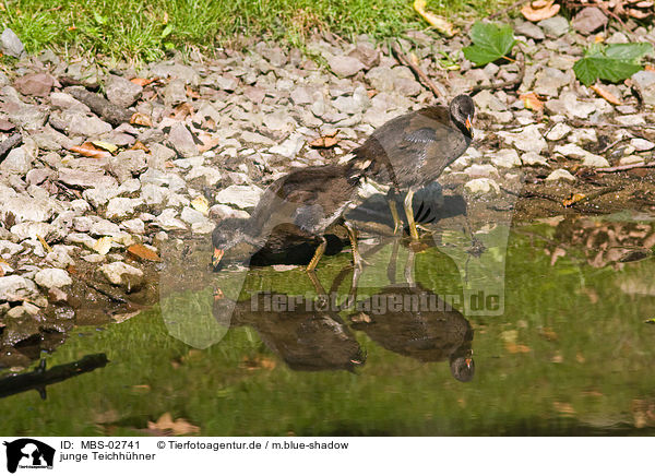 junge Teichhhner / young common gallinules / MBS-02741