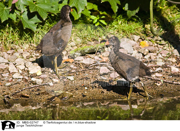 junge Teichhhner / young common gallinule / MBS-02747