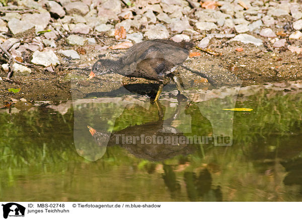 junges Teichhuhn / young common gallinule / MBS-02748