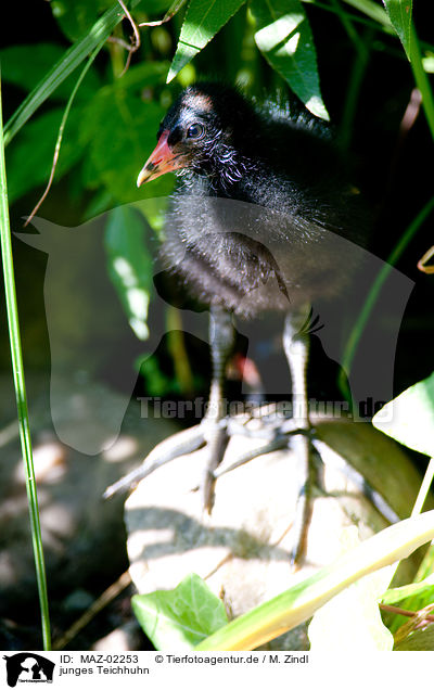 junges Teichhuhn / young common gallinule / MAZ-02253