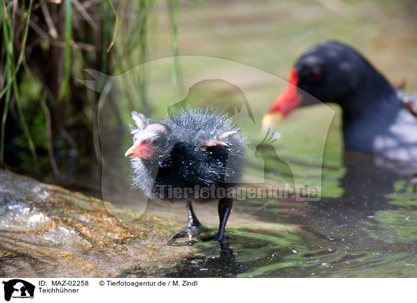 Teichhhner / common gallinules / MAZ-02258