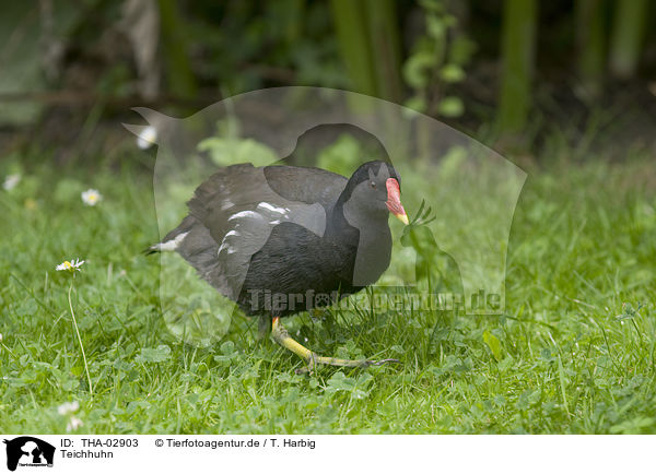 Teichhuhn / common gallinule / THA-02903
