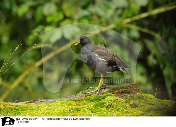 Teichhuhn / common gallinule / DMS-03994