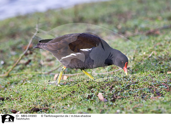 Teichhuhn / common gallinule / MBS-04990