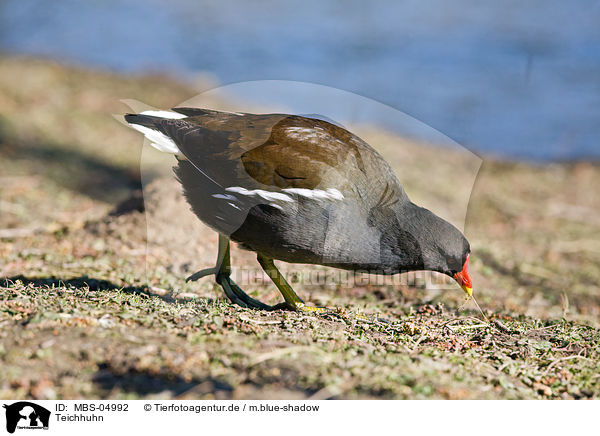 Teichhuhn / common gallinule / MBS-04992