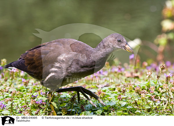 Teichhuhn / common gallinule / MBS-04995