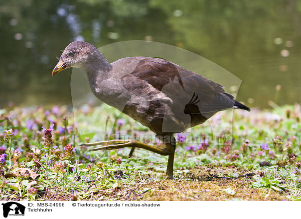 Teichhuhn / common gallinule / MBS-04996