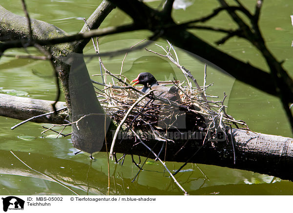 Teichhuhn / common gallinule / MBS-05002