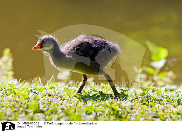 junges Teichhuhn / young common gallinule / MBS-05003