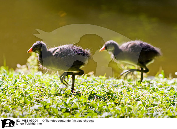 junge Teichhhner / young common gallinules / MBS-05004