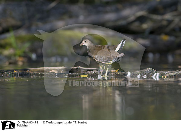 Teichhuhn / common gallinule / THA-03478